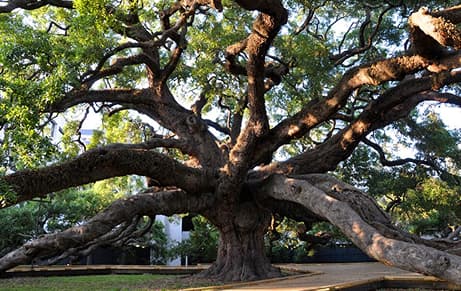 Jacksonvilles Treaty Oak