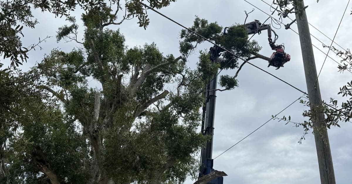 Benefits of Pruning