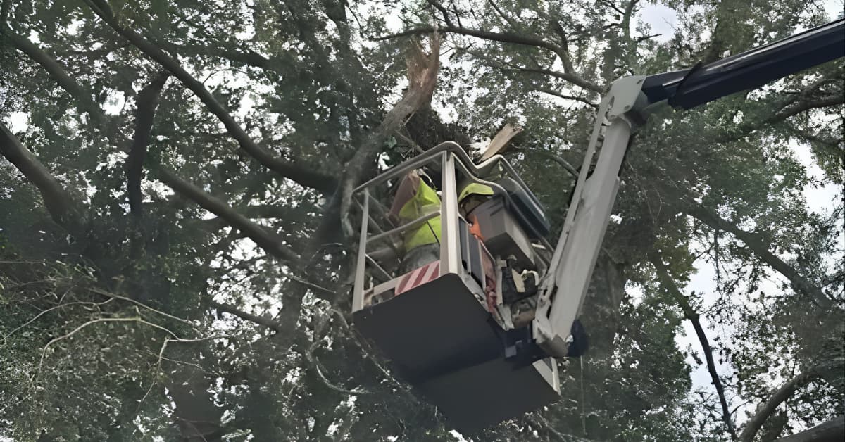 Preparing Your Trees
