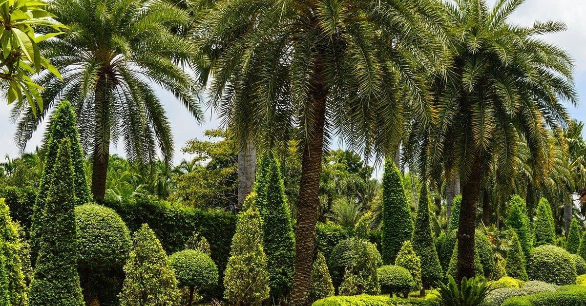 Jacksonville tree watering tips for healthy trees by My Florida Tree Guys Proper tree watering techniques for Jacksonville’s climate