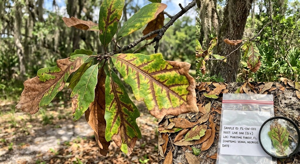 Live oak leaves showing veinal necrosis oak wilt symptoms Florida