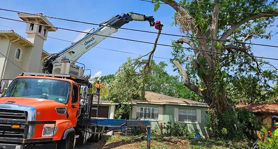 tree service built