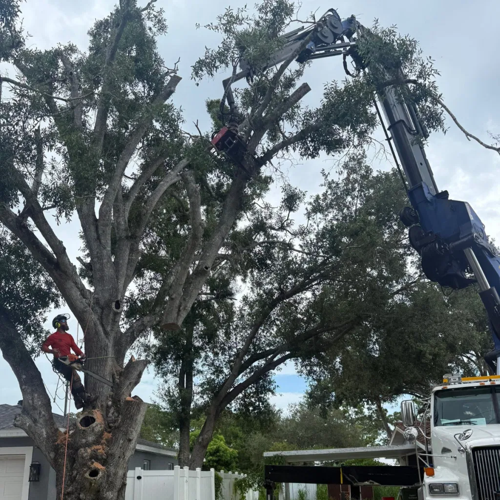 Downtown Trimming Project: Structural pruning of a row of mature Oaks along Dixie Avenue to clear sightlines and lift the canopy away from traffic