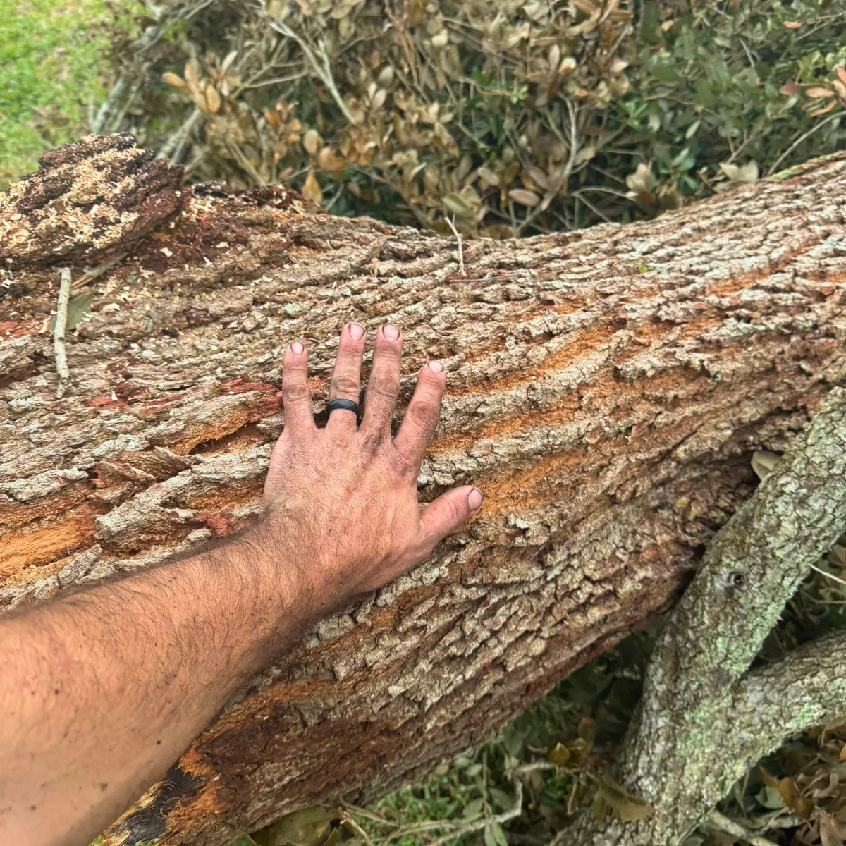 Pre-storm tree inspection in Jacksonville, Florida, before hurricane season