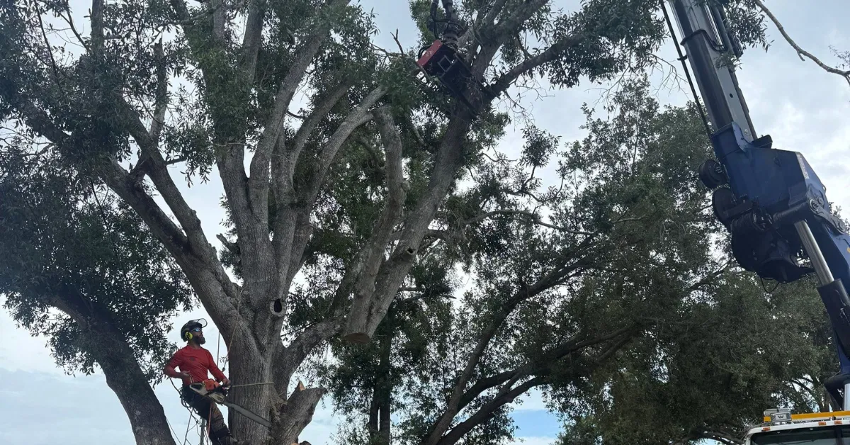 Tree Pruning