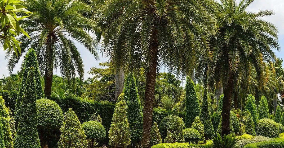 Jacksonville tree watering tips for healthy trees by My Florida Tree Guys Proper tree watering techniques for Jacksonville’s climate