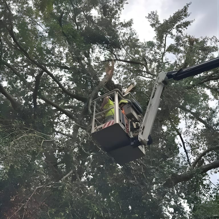 Tree Trimming or Pruning?