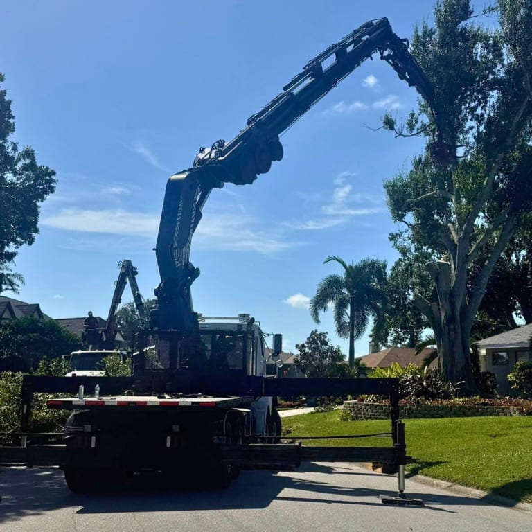 trimming cost jacksonvilel fl