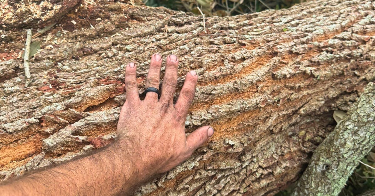 Certified Arborist